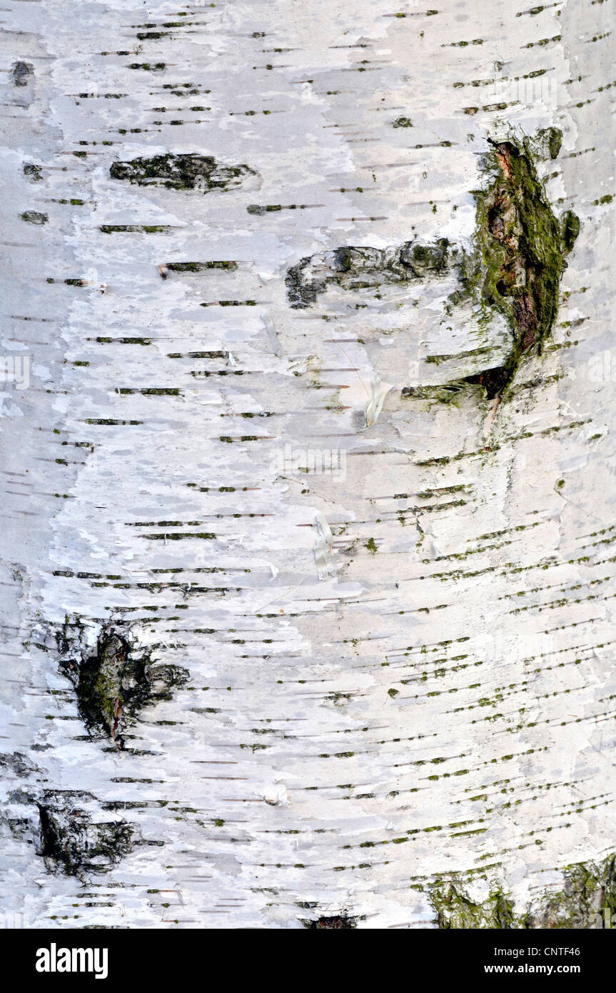 common birch, silver birch, European white birch, white birch (Betula pendula, Betula alba), bark, Germany, North Rhine-Westphalia Stock Photo