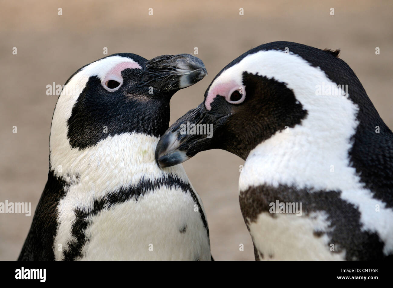 jackass penguin, African penguin, black-footed penguin (Spheniscus demersus), couple greeting Stock Photo