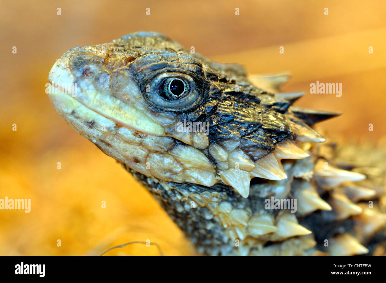 sungazer, giant girdled lizard, giant zonure, giant spinytail lizard (Cordylus giganteus), portrait Stock Photo