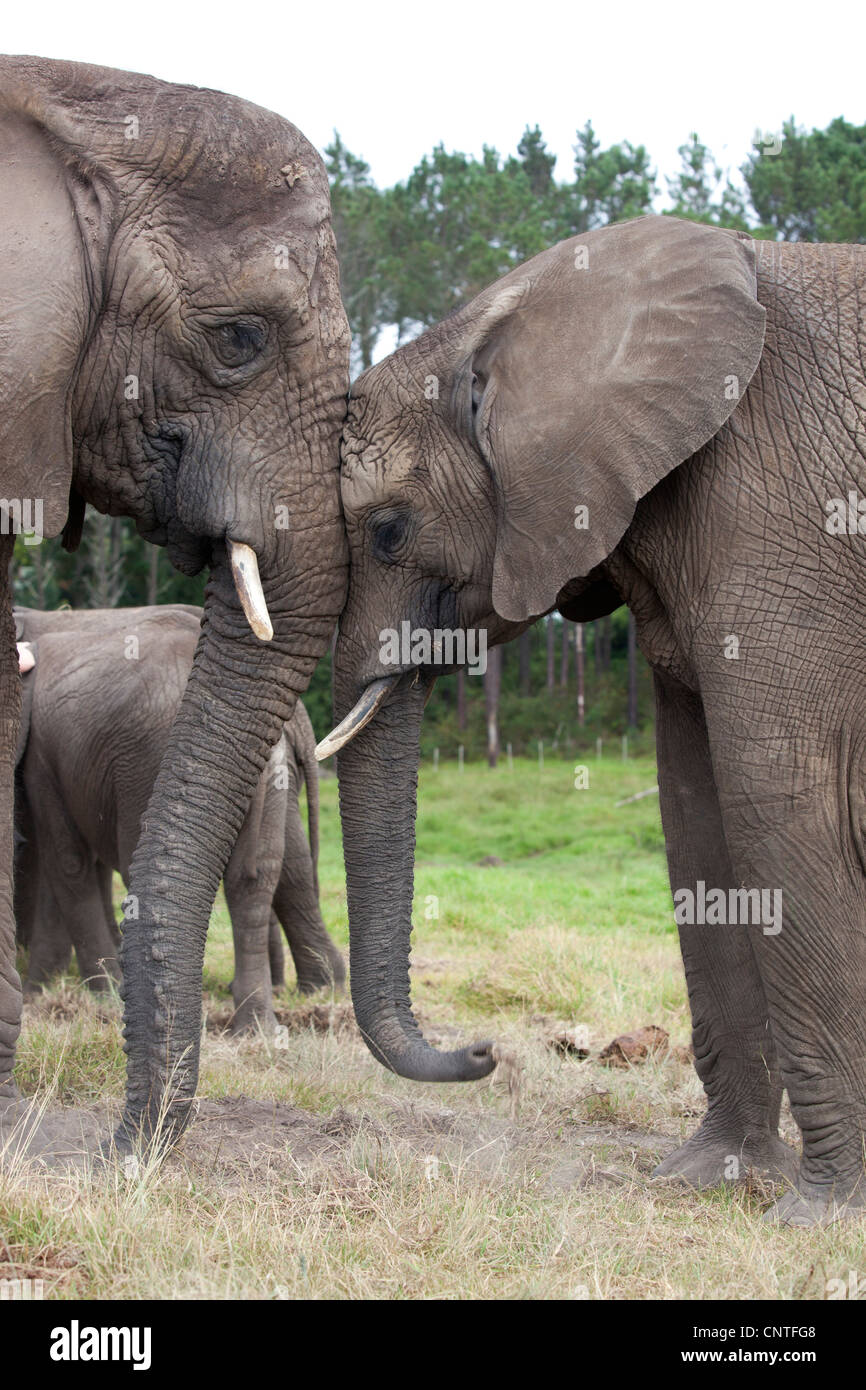 Two elephants leaning against each other face to face at Knysna