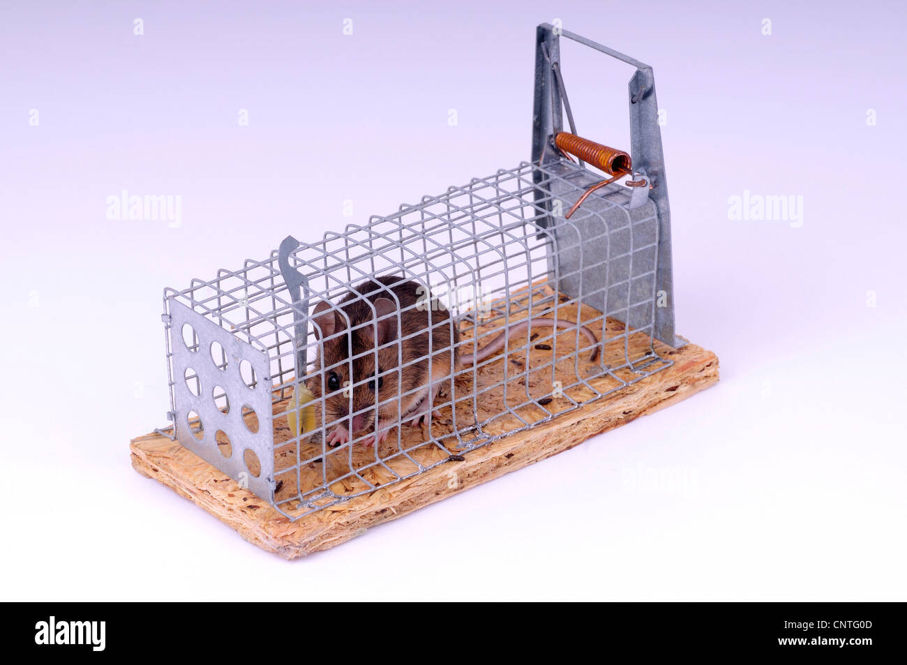 Mouse Cage Ideas: How to Set Up a Mouse Cage