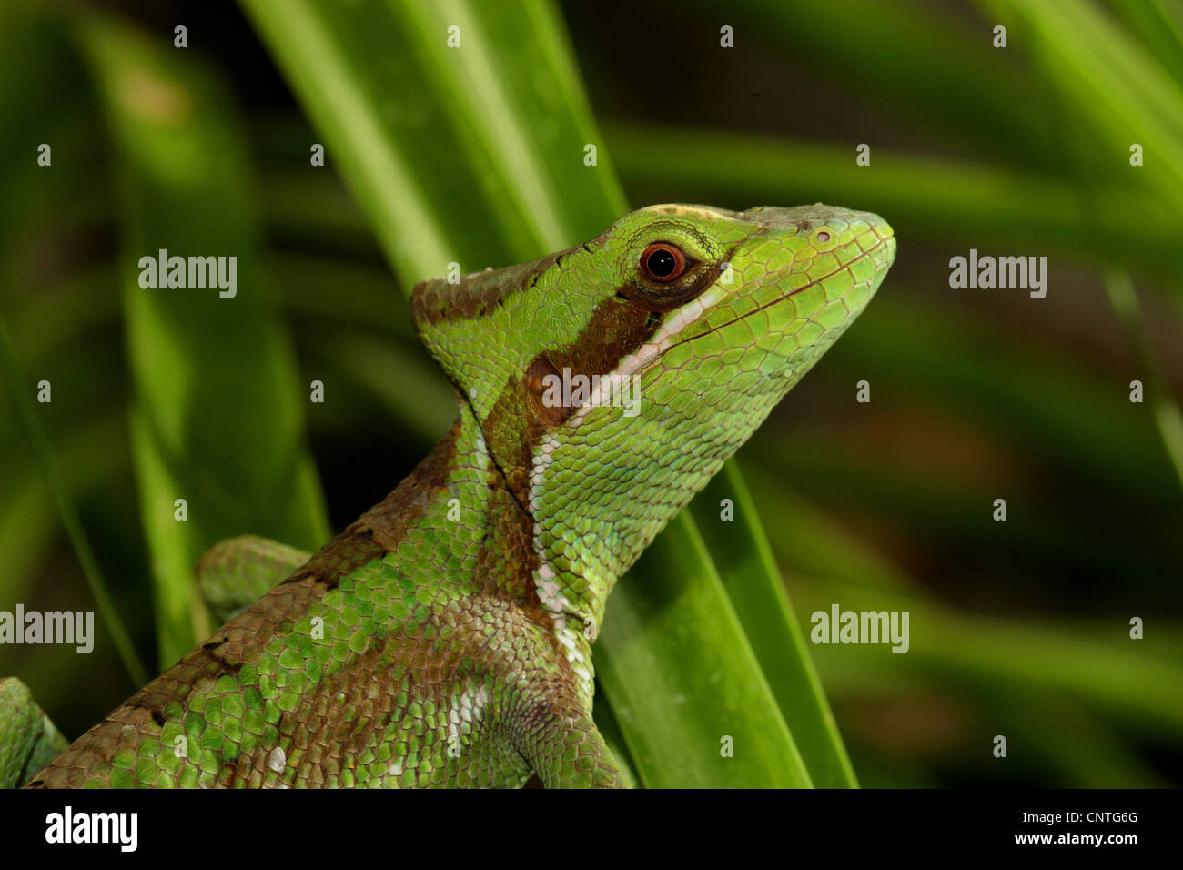 casque-headed iguana (Laemanctus serratus), portrait Stock Photo