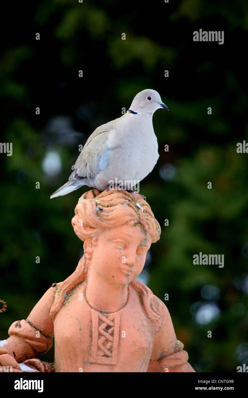 collared dove (Streptopelia decaocto), sitting on a garden sculpture, Germany Stock Photo