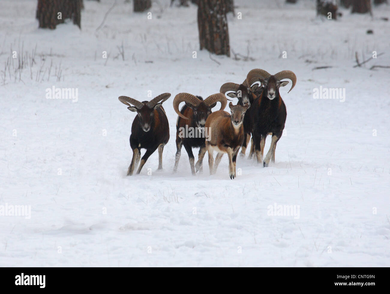 Mouflon (Ovis musimon, Ovis gmelini musimon, Ovis orientalis musimon), group in winter, Germany Stock Photo