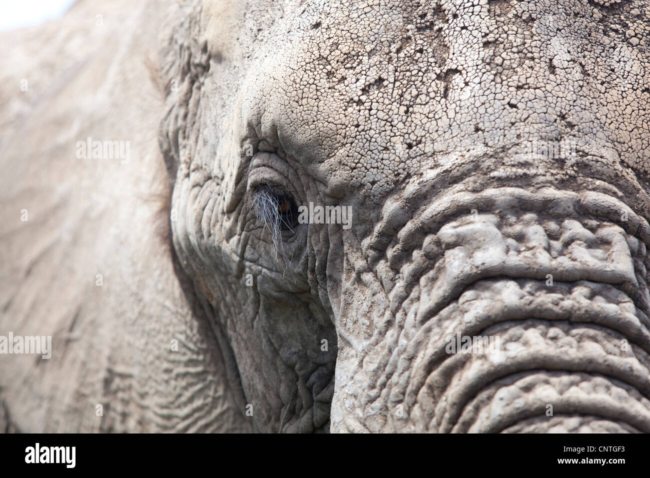 A close up of an elephants head, taken at Knysna Elephant Park, South Africa Stock Photo