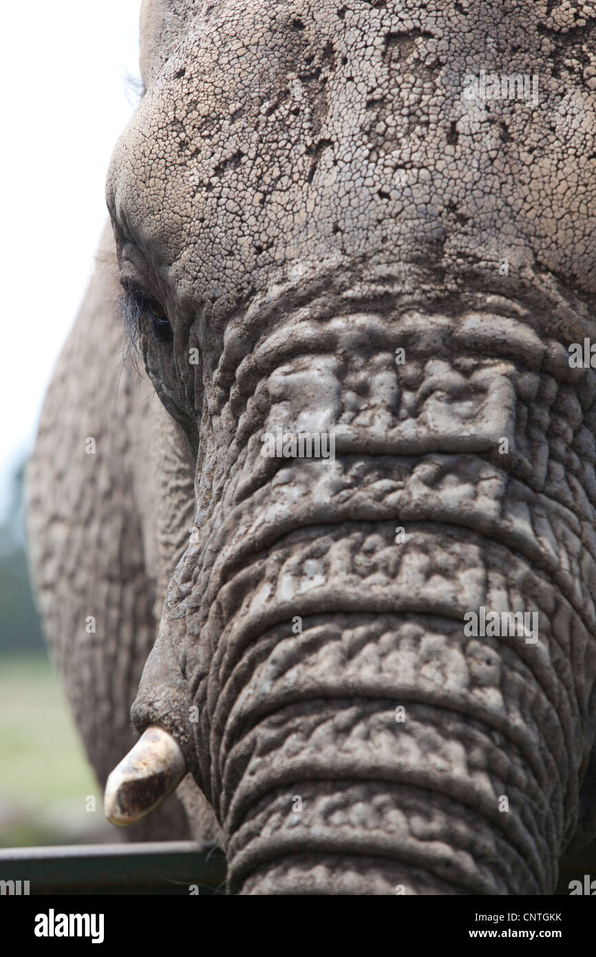 A close up of an elephants head, taken at Knysna Elephant Park, South Africa Stock Photo