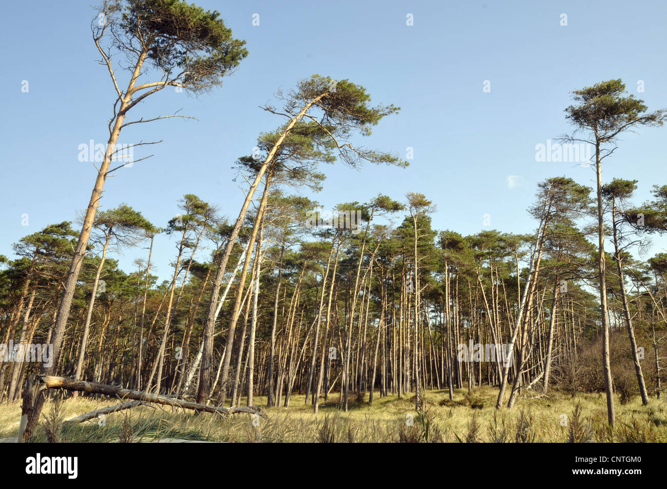 Scotch pine, scots pine (Pinus sylvestris), pine wood at the Baltic Sea, Germany, Mecklenburg Vorpommern, Western Pomerania Lagoon Area National Park Stock Photo