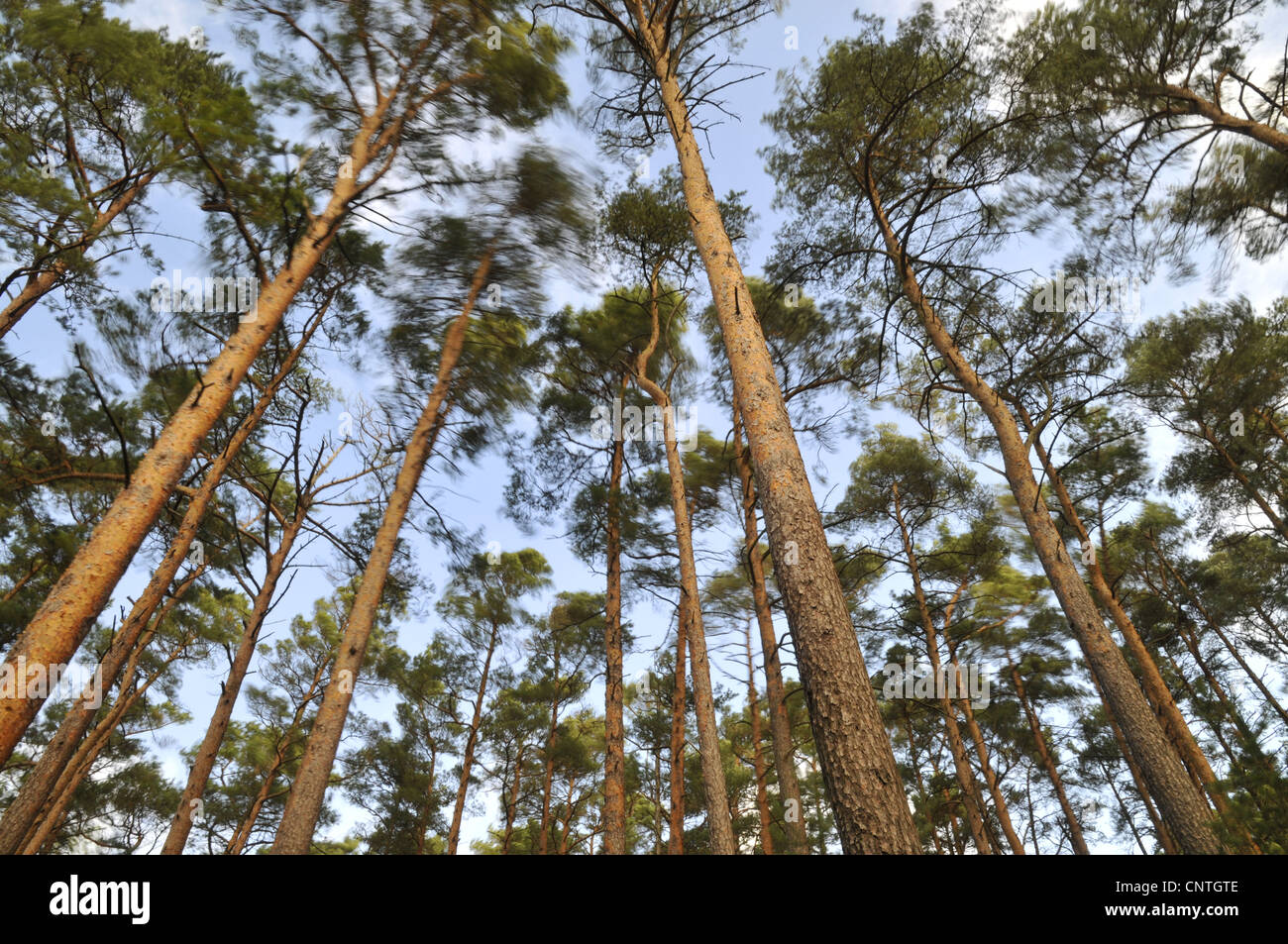 Scotch pine, scots pine (Pinus sylvestris), pine forest in storm, Germany, Mecklenburg Vorpommern, Western Pomerania Lagoon Area National Park Stock Photo