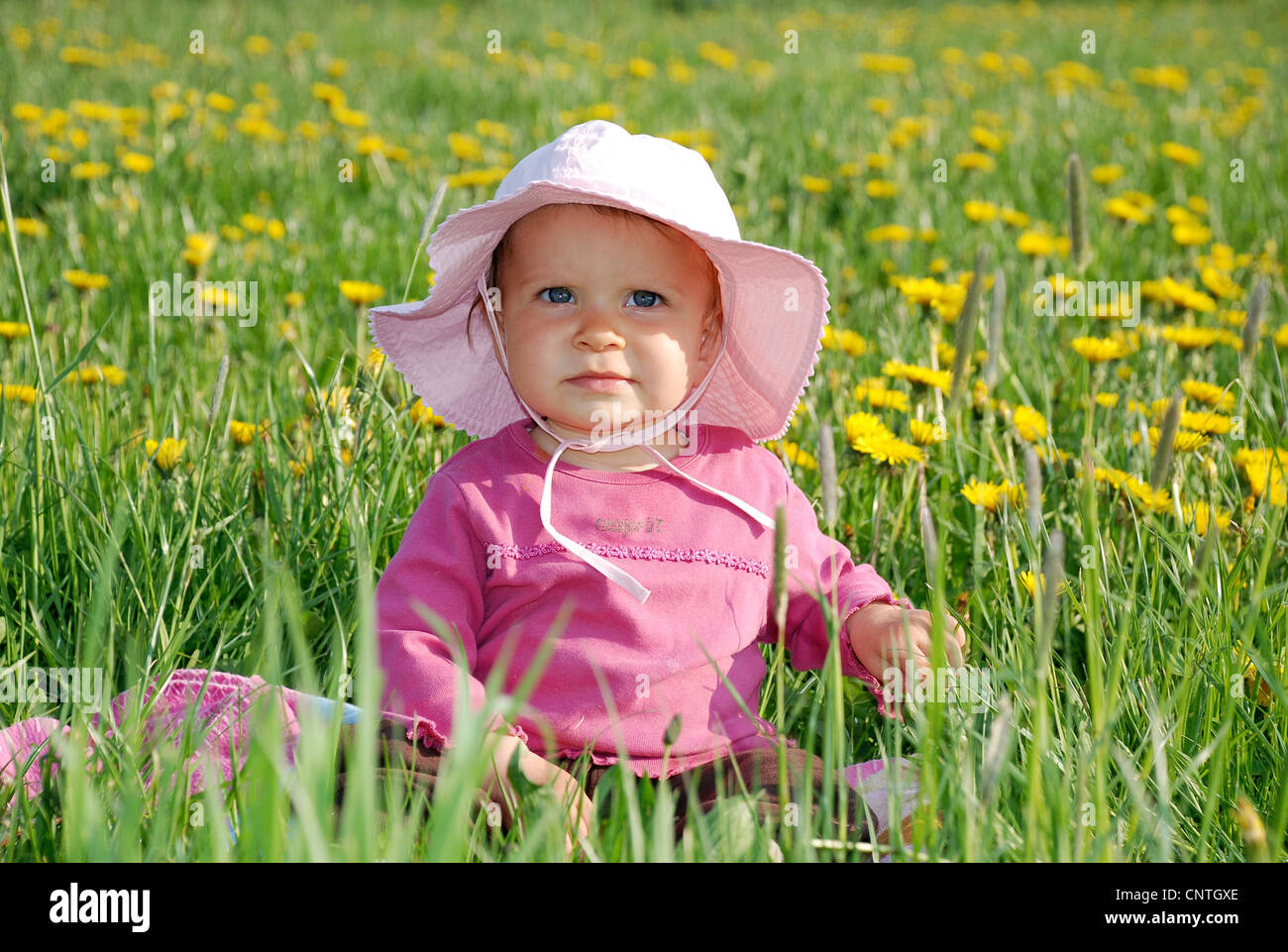 little girl in a dandelion meadow Stock Photo - Alamy