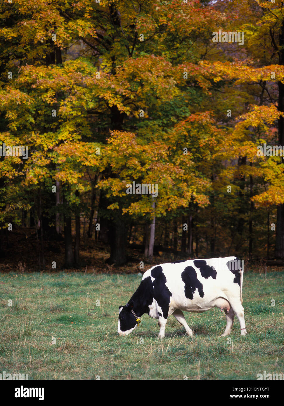 Single Holstein dairy cow grazes in a green pasture, trees in fall