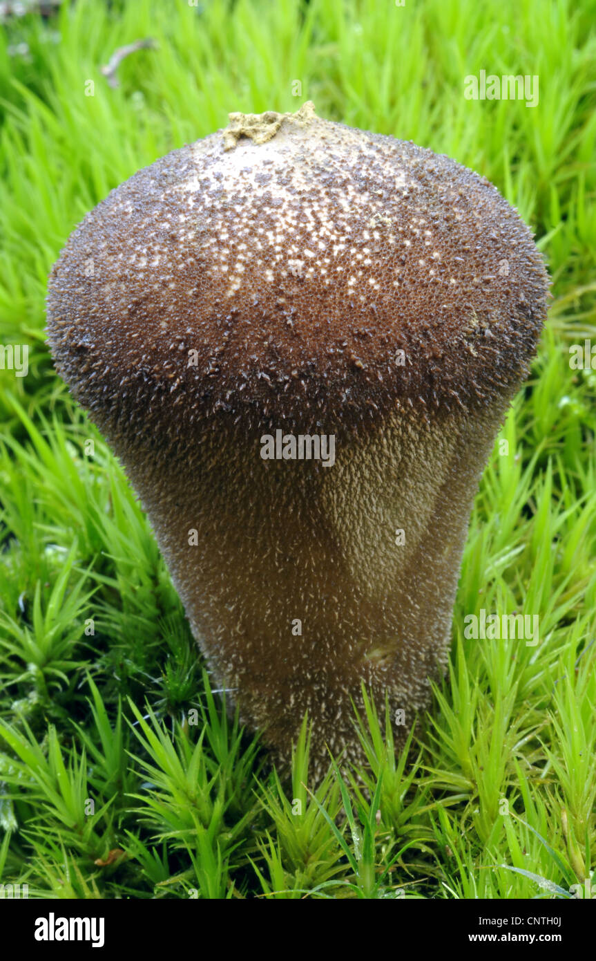 Lycoperdon umbrinum (Lycoperdon umbrinum), in moss, Germany Stock Photo