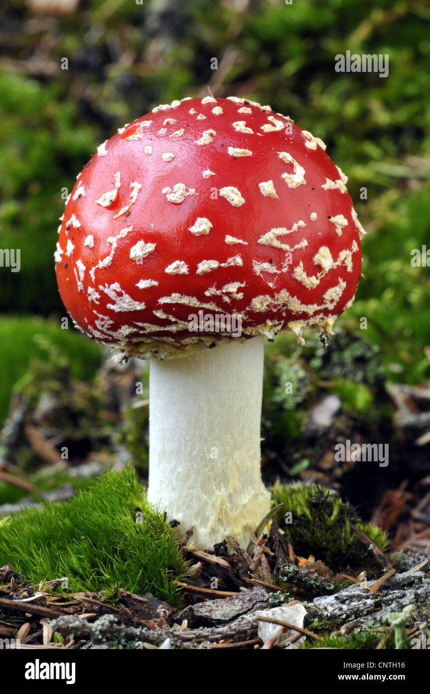 fly agaric (Amanita muscaria), young fly agaric, Germany Stock Photo