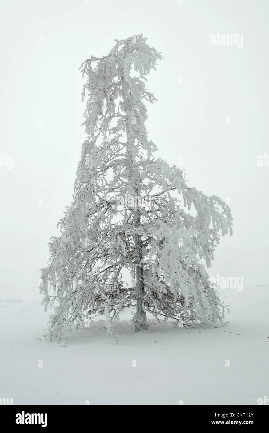 Norway spruce (Picea abies), snow covered foggy landscape with single tree on a field, Germany, North Rhine-Westphalia, Hochsauerland Stock Photo