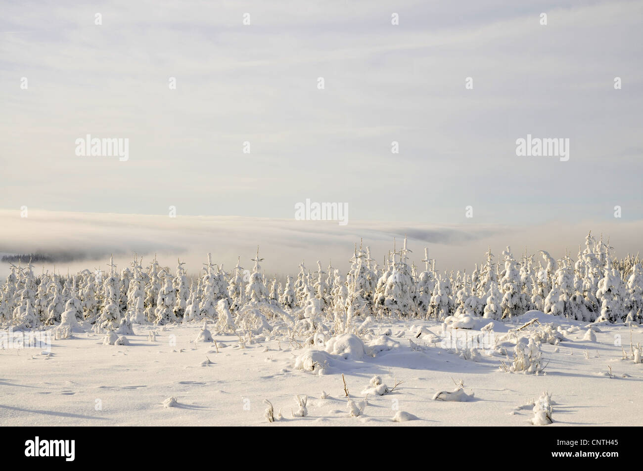 fog over snow covered young forest plantations, Germany, North Rhine-Westphalia, Hochsauerland Stock Photo