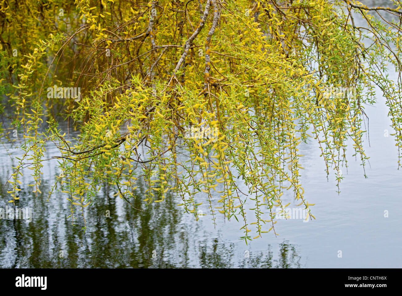 Willow Tree and Water, UK Stock Photo