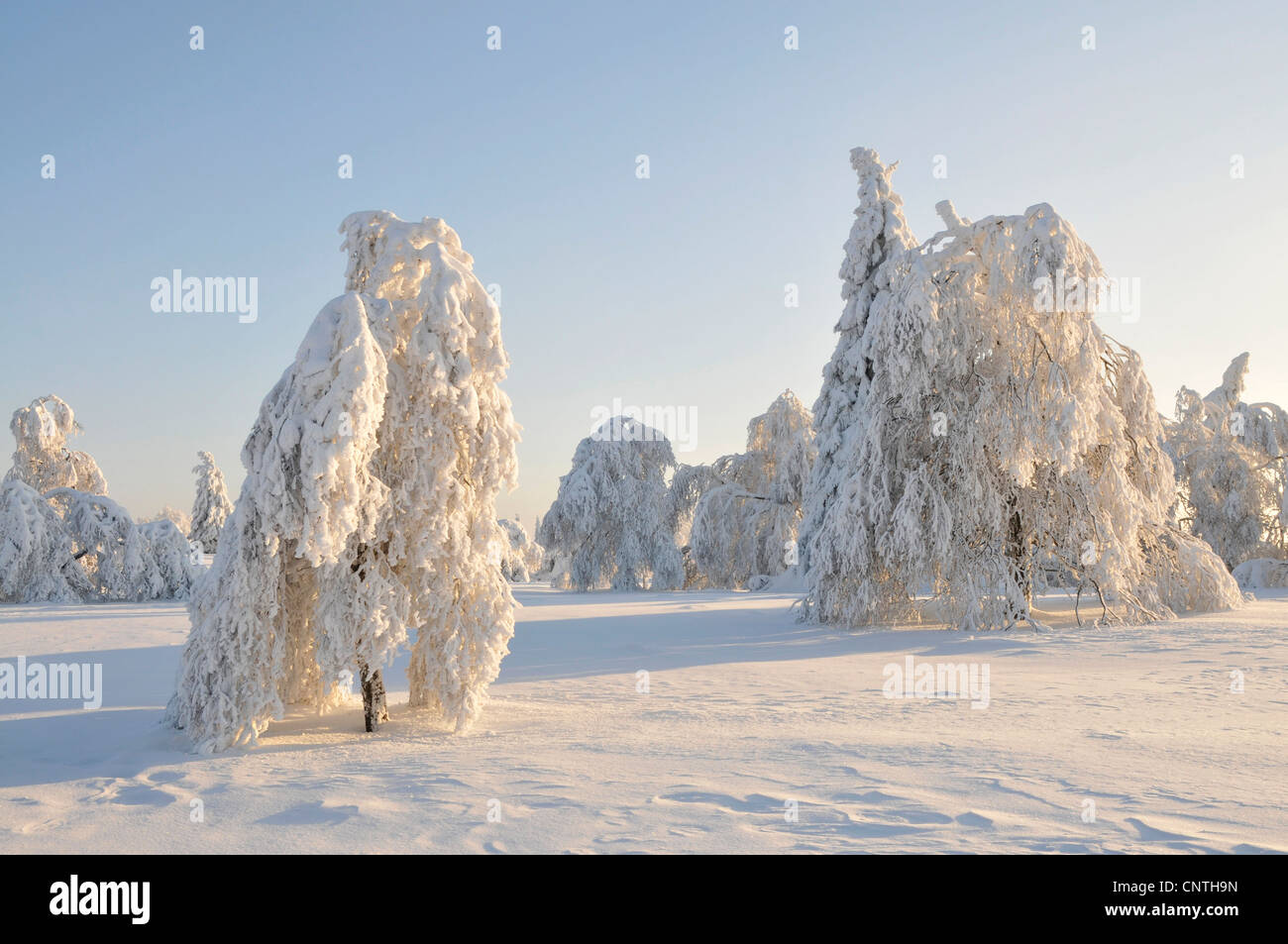 snow covered landscape in the sunshine with single trees on an open field, Germany, North Rhine-Westphalia, Hochsauerland Stock Photo