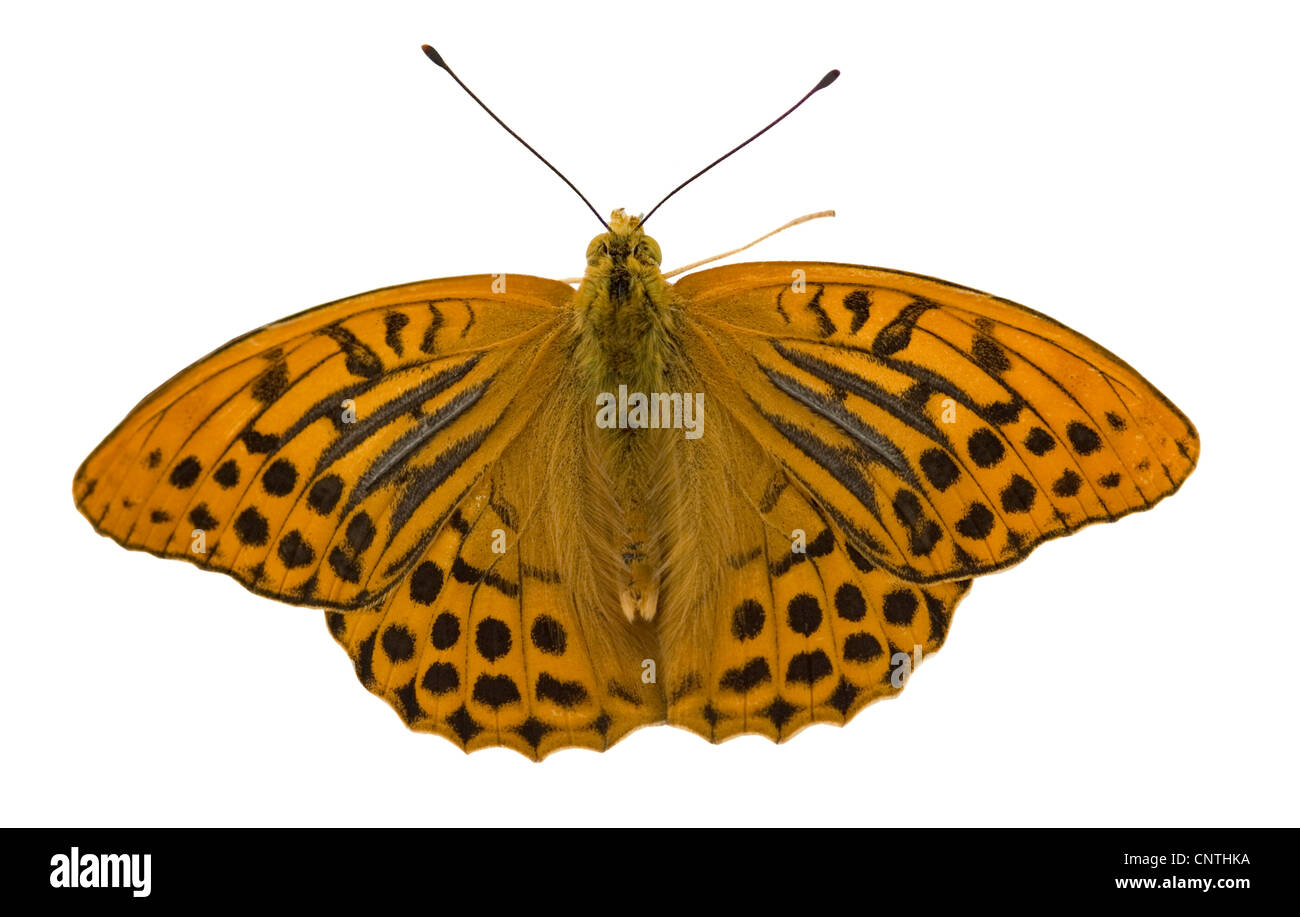 silver-washed fritillary (Argynnis paphia), cut-out Stock Photo