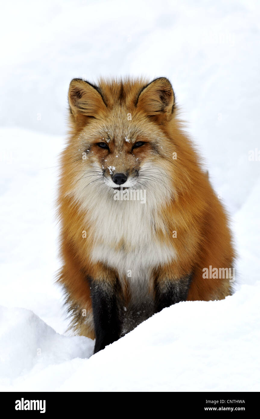red fox (Vulpes vulpes), sitting in snow, Germany, North Rhine-Westphalia Stock Photo