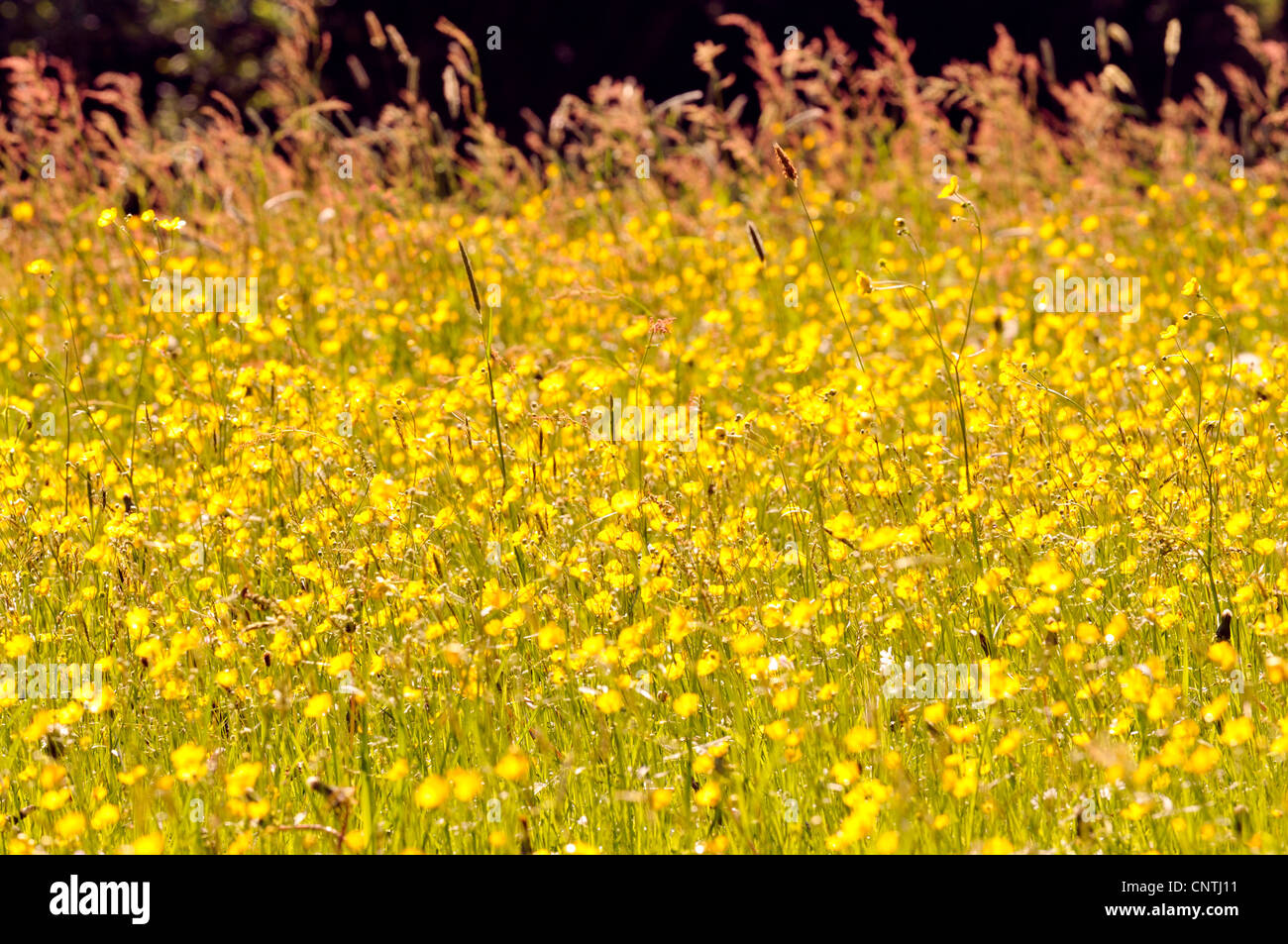 tall buttercup, upright meadow crowfoot (Ranunculus acris), meadow with buttercups, Germany, North Rhine-Westphalia, Hochsauerland Stock Photo
