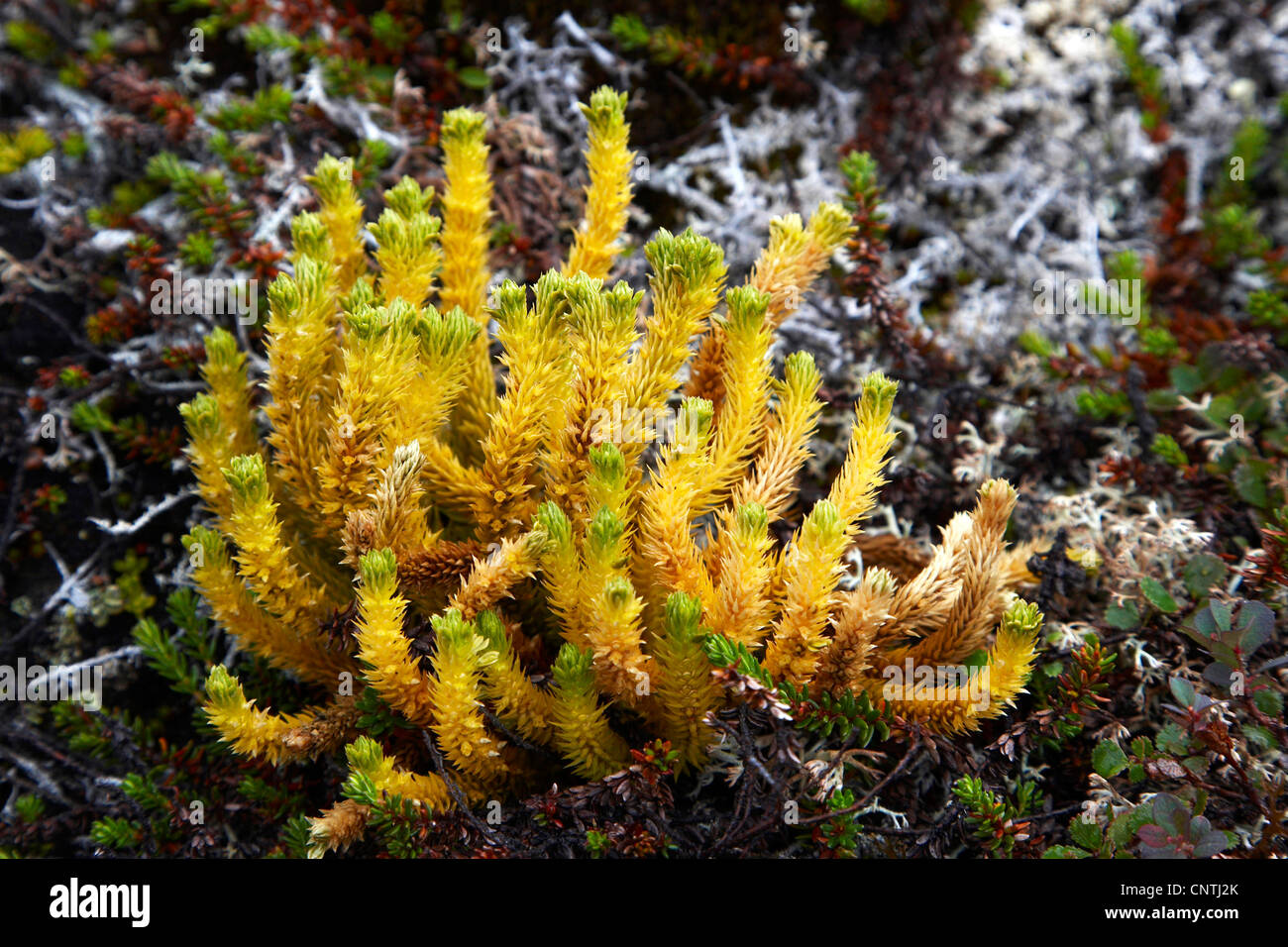 fir clubmoss, mountain clubmoss, fir-clubmoss (Huperzia selago, Lycopodium selago), single plant, Greenland, Ammassalik, East Greenland, Sermiligaq Stock Photo