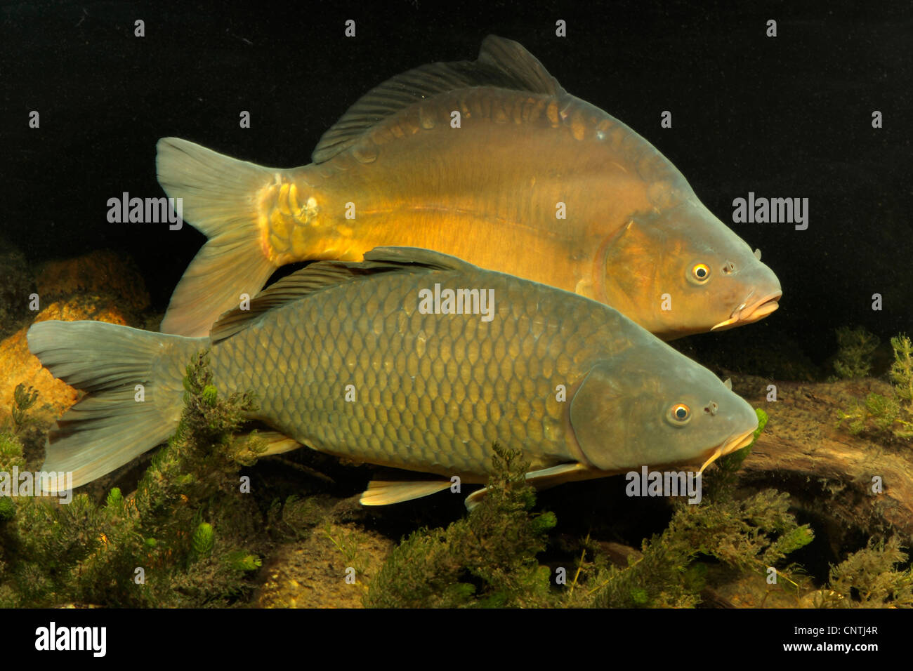 carp, common carp, European carp (Cyprinus carpio), fully scaled carp and leather carp swimming side by side close to the ground, Germany, Oberpfalz Stock Photo