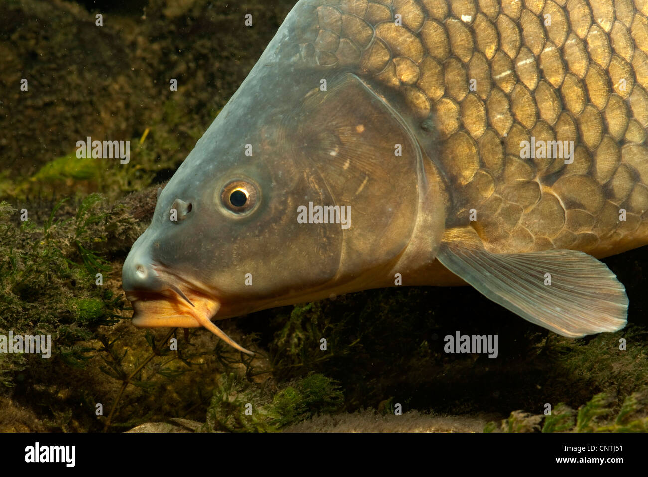 carp, common carp, European carp (Cyprinus carpio), portrait of a fully  scaled carp, Germany, Isental Stock Photo - Alamy
