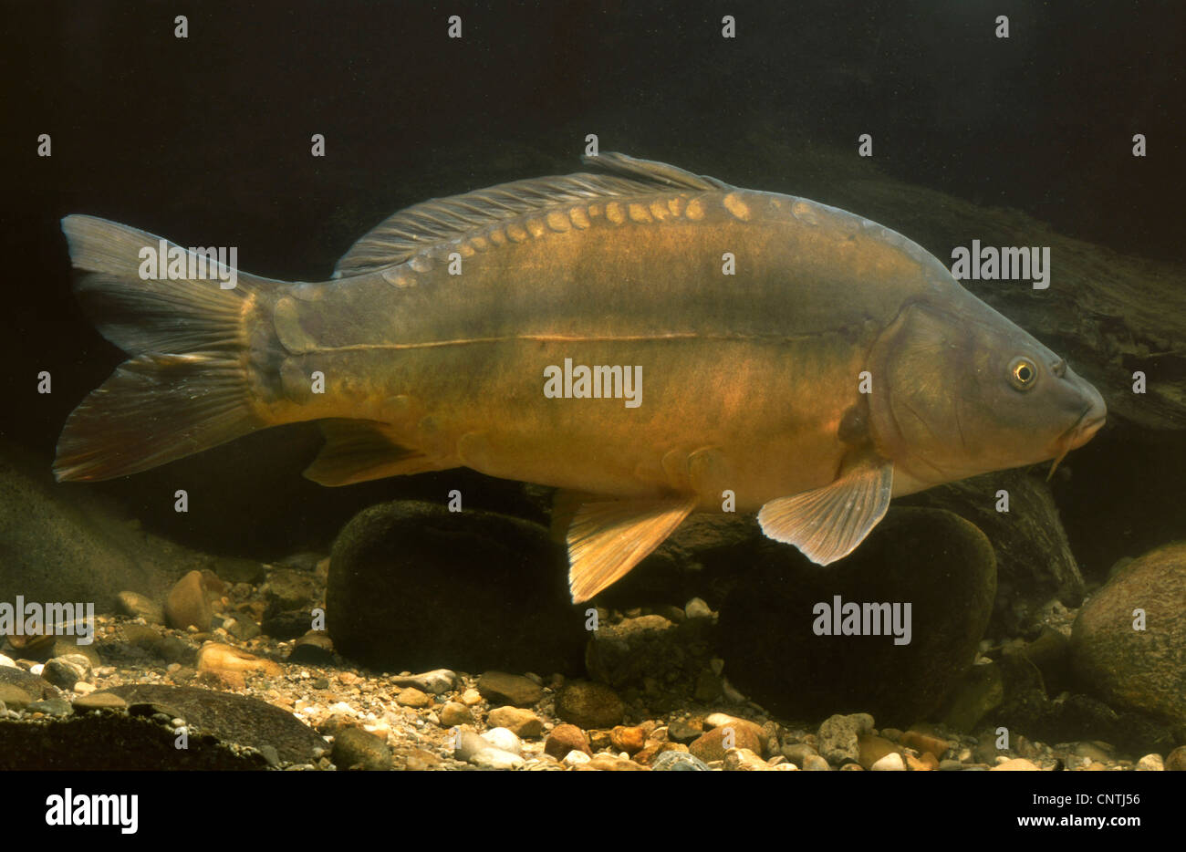 carp, common carp, European carp (Cyprinus carpio), leather carp ...