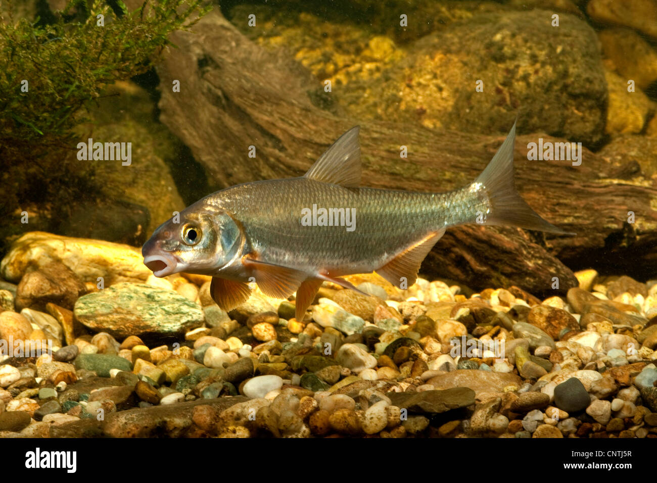 Vimba elongata (Vimba elongata, Abramis elongatus), swimming over gravel ground, Germany, Starnberger See Stock Photo
