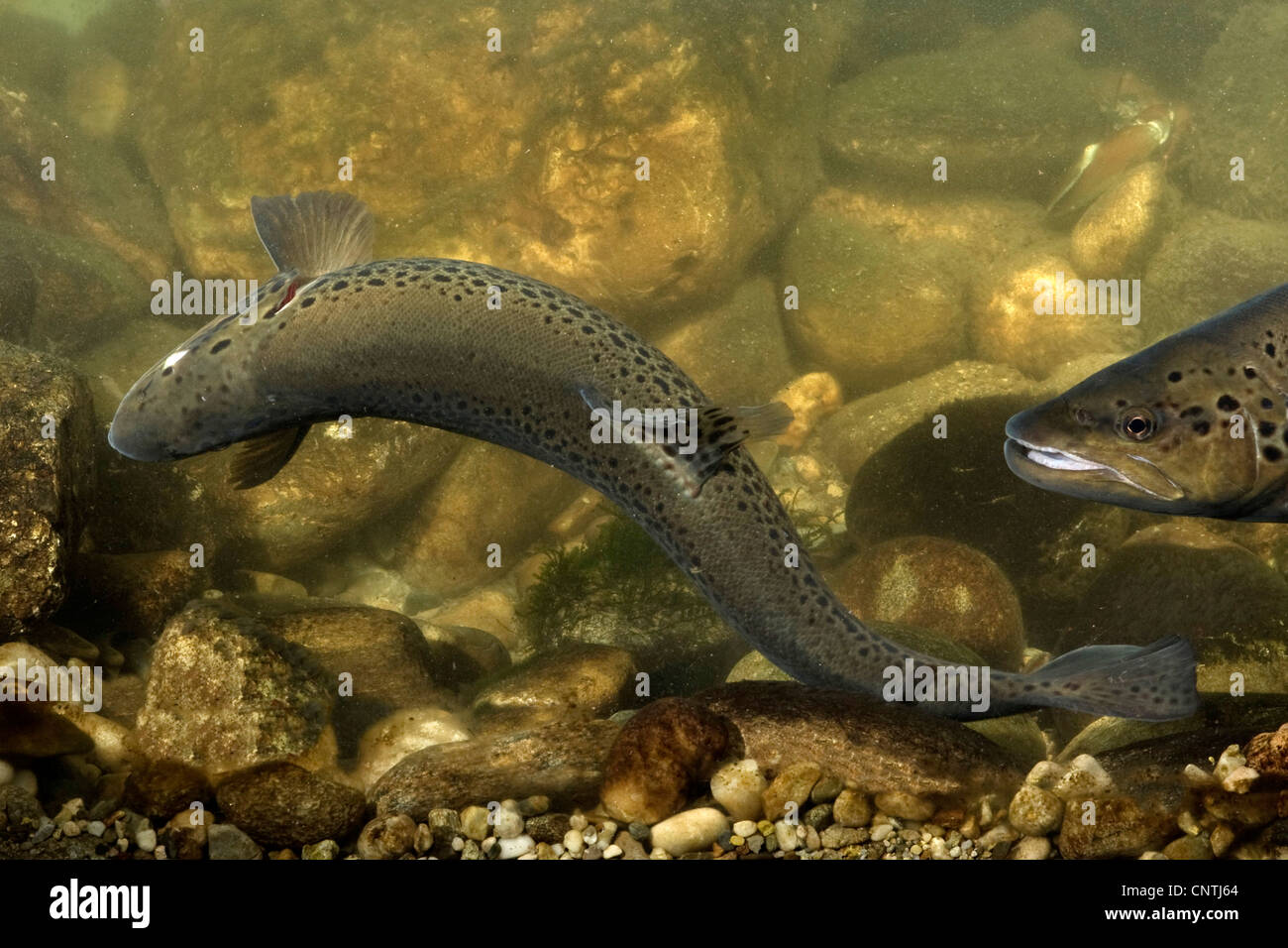 lake trout (Salmo trutta lacustris), female digging a pit in the gravel ground with the tail fin for spawning, Germany Stock Photo