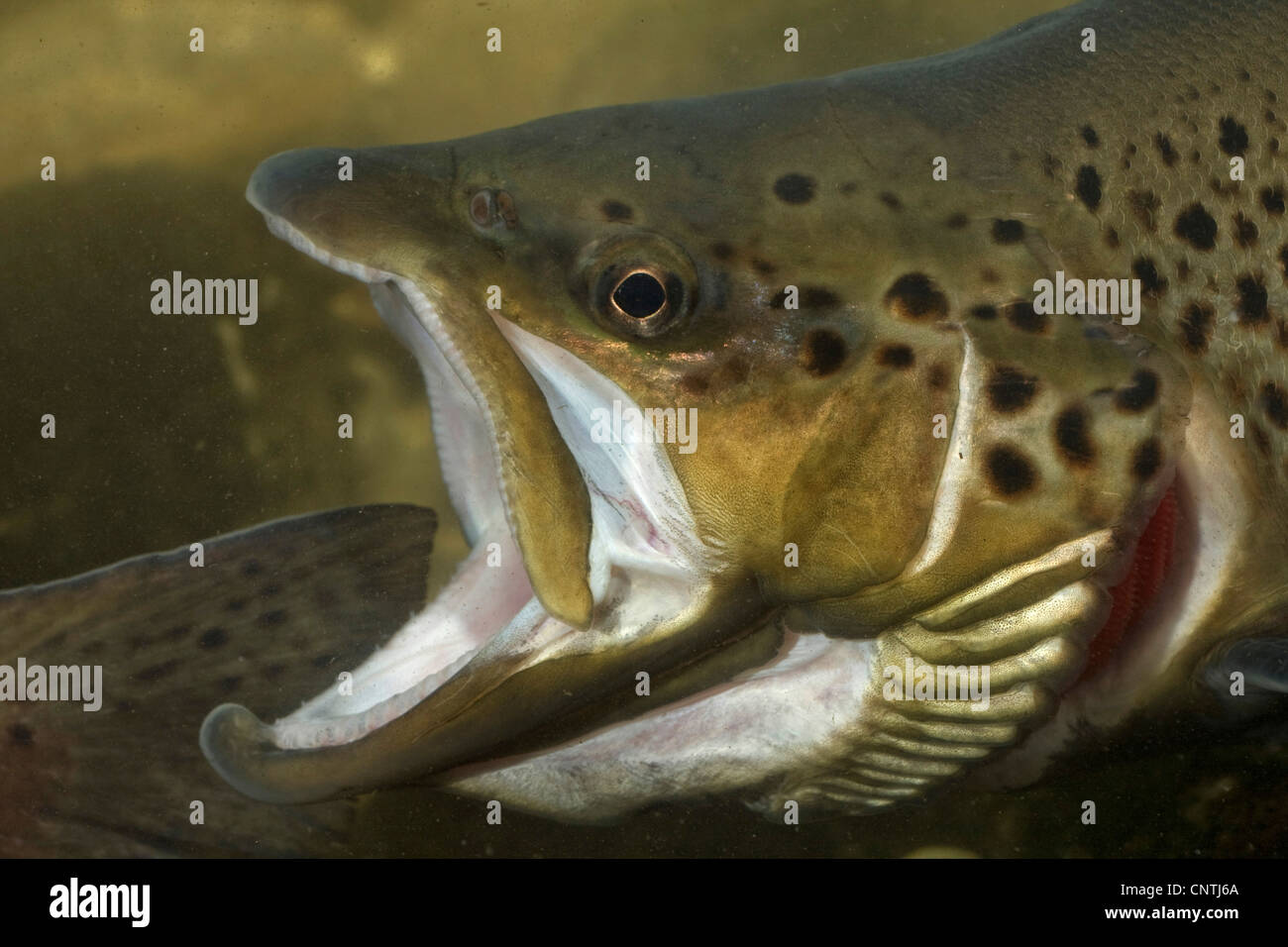 lake trout (Salmo trutta lacustris), portrait of a threatening male with open mouth, Germany, Bavaria Stock Photo