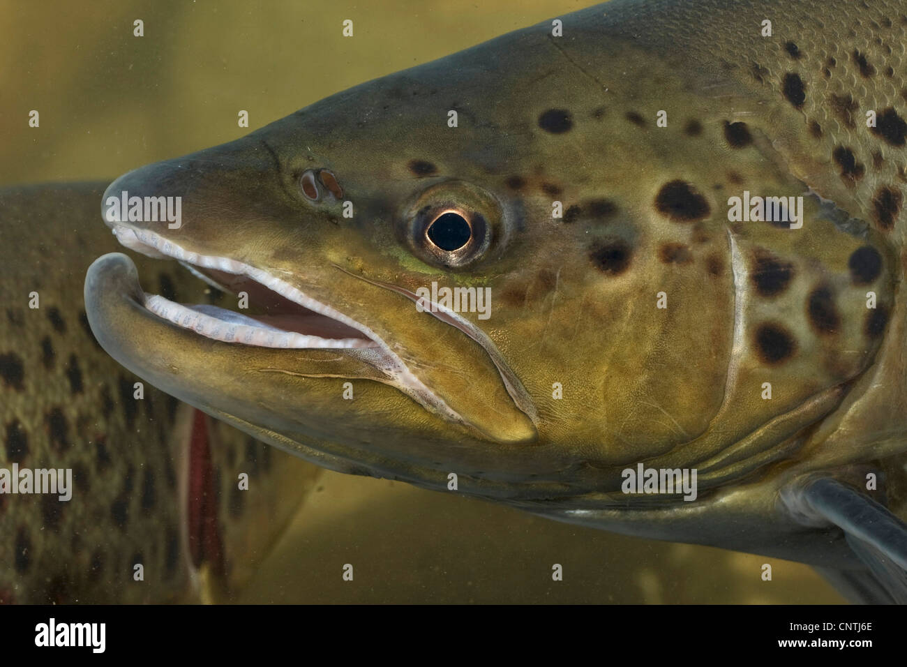 lake trout (Salmo trutta lacustris), portrait of a male, Germany Stock Photo