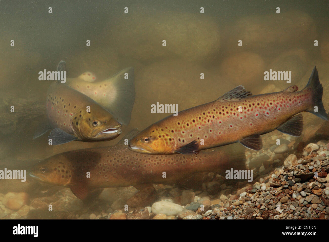 brown trout, river trout, brook trout (Salmo trutta fario), some fishes over spawning place Stock Photo