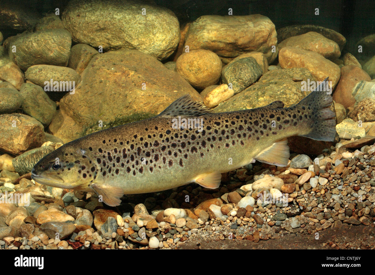 lake trout (Salmo trutta lacustris), female swimmingover gravel ground, Germany, Bavaria, Walchensee Stock Photo