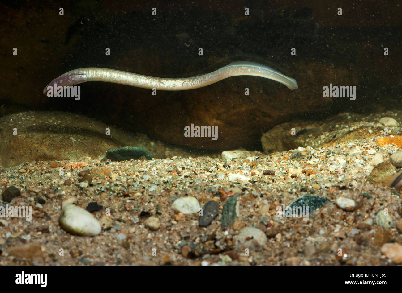 Carpathian lamprey, Carpathian brook lamprey [Hungarian lamprey/DaNubian lampern] (Eudontomyzon danfordi), swimming over sand ground, Germany, Bavaria Stock Photo