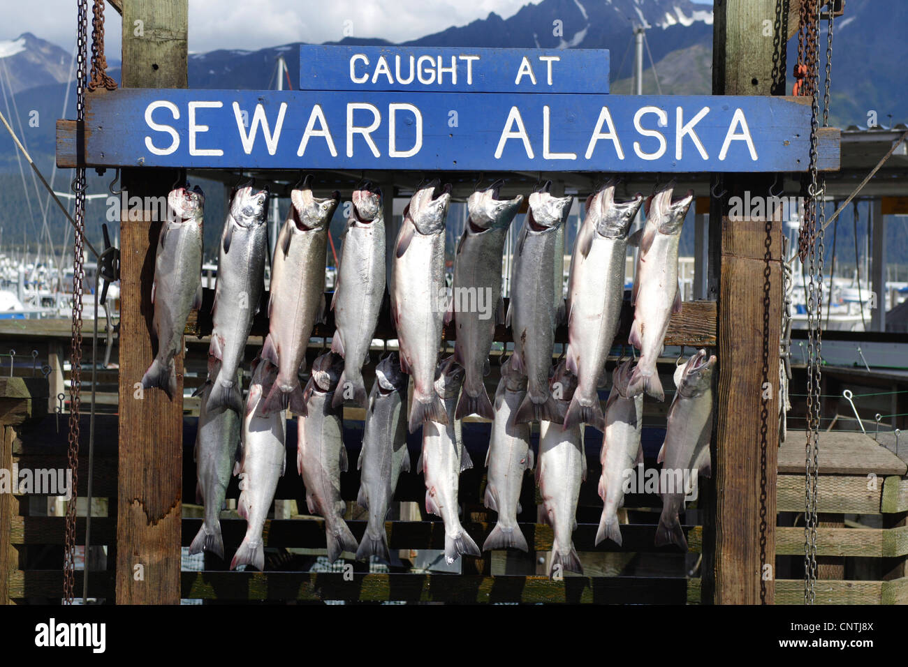 coho salmon, silver salmon (Oncorhynchus kisutch), fishes hung up at a wooden scaffold after fishing, USA, Alaska, Seward Stock Photo