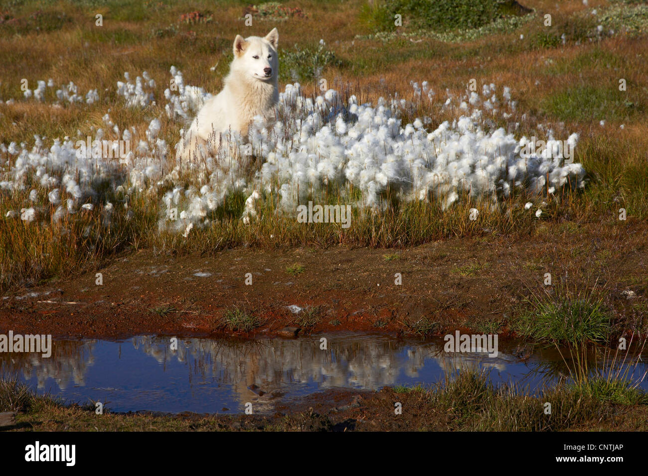 Greenland Dog (Canis lupus f. familiaris), sitting between Cotton-grass, Eriophorum spec., Greenland, Ammassalik, Angmagssalik, Ostgroenland, Tunu, Tasiilaq Stock Photo