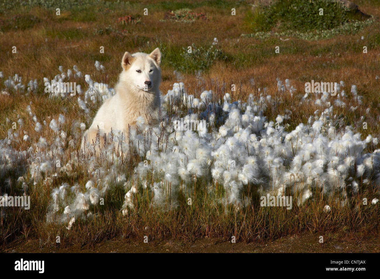 Greenland Dog (Canis lupus f. familiaris), sitting between Cotton-grass, Greenland, Ammassalik, Angmagssalik, Ostgroenland, Tunu, Tasiilaq Stock Photo