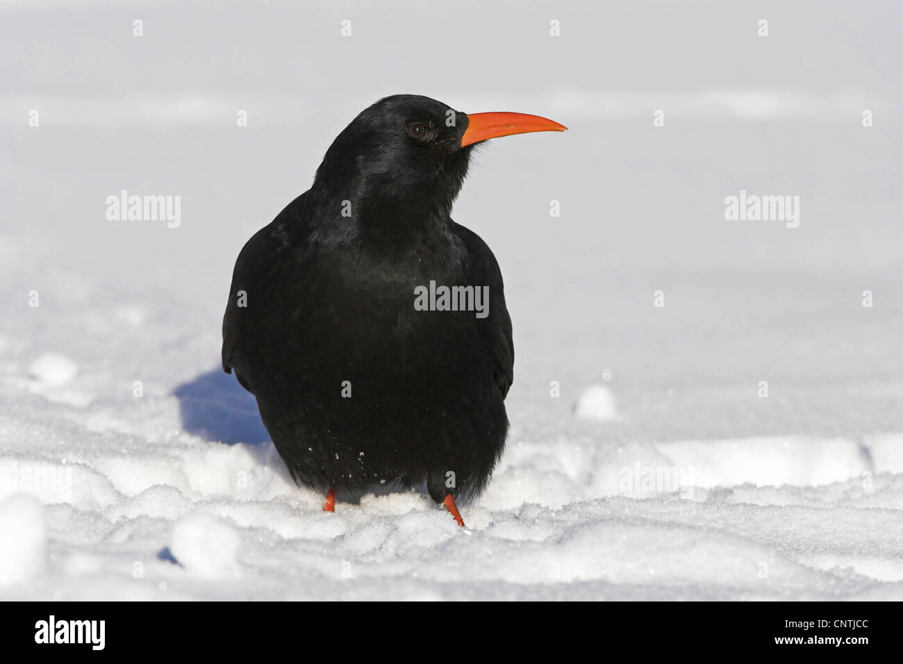 red-billed chough (Pyrrhocorax pyrrhocorax), on the ground in the snow, Morocco Stock Photo