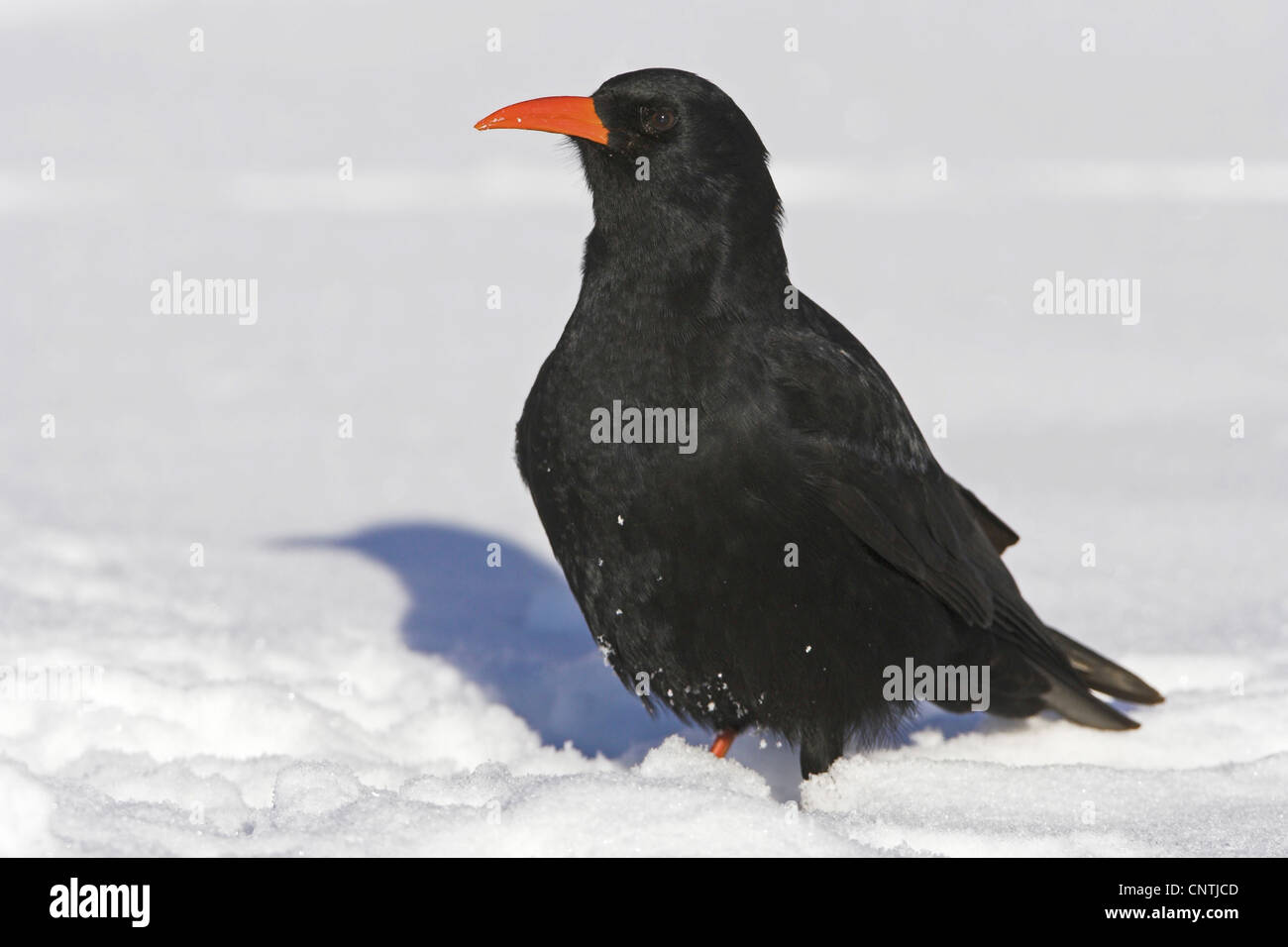 red-billed chough (Pyrrhocorax pyrrhocorax), on the ground in the snow, Morocco Stock Photo