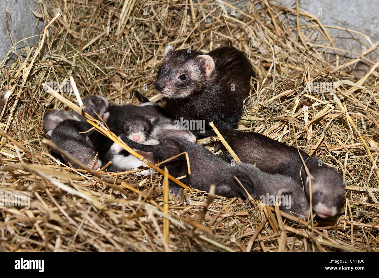 domestic polecat, domestic ferret (Mustela putorius f. furo), mother with yuveniles in a hutch, Germany Stock Photo