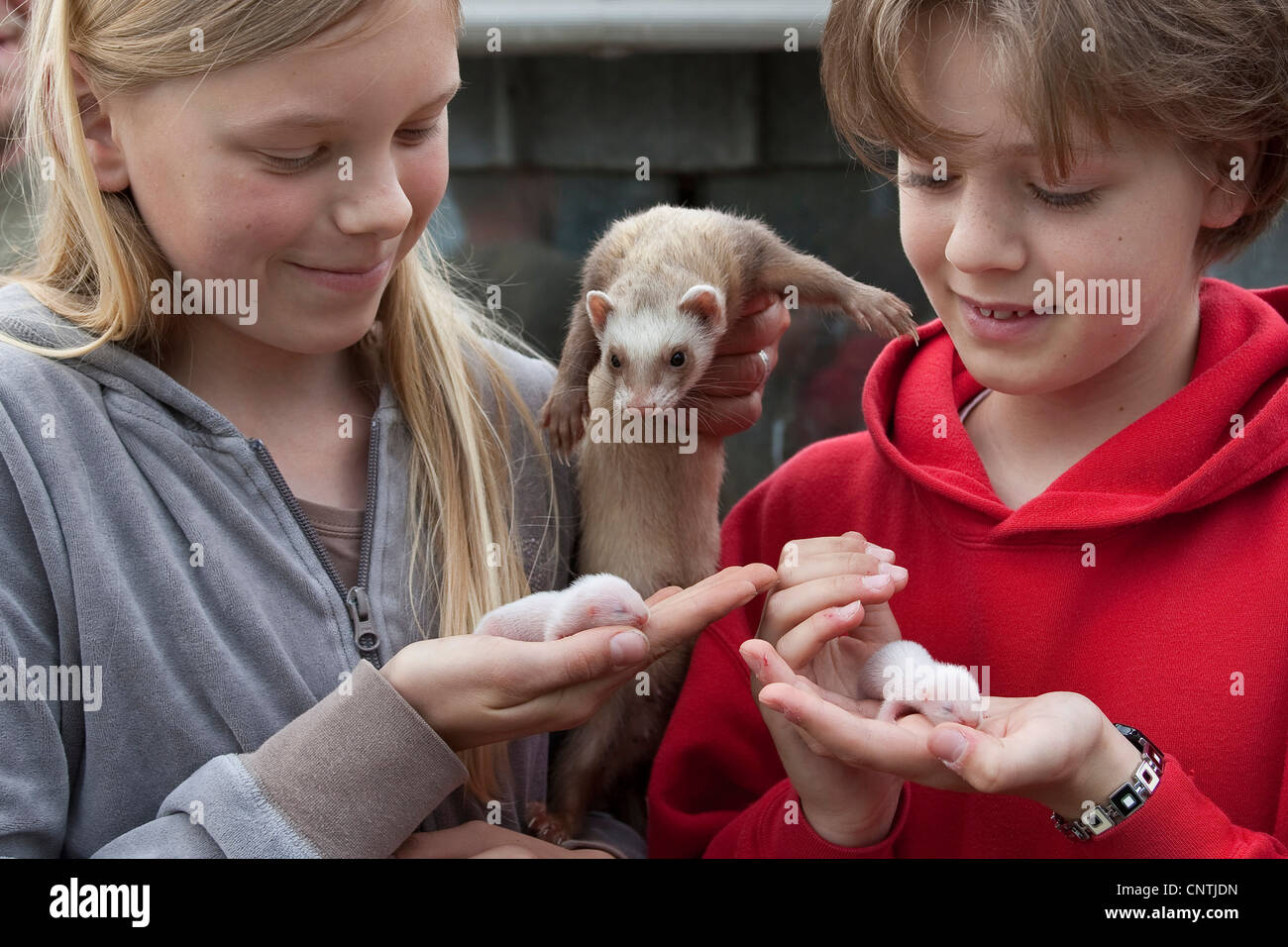 domestic polecat, domestic ferret (Mustela putorius f. furo), girls with young ferrets and tehir mother in the hands, Germany Stock Photo