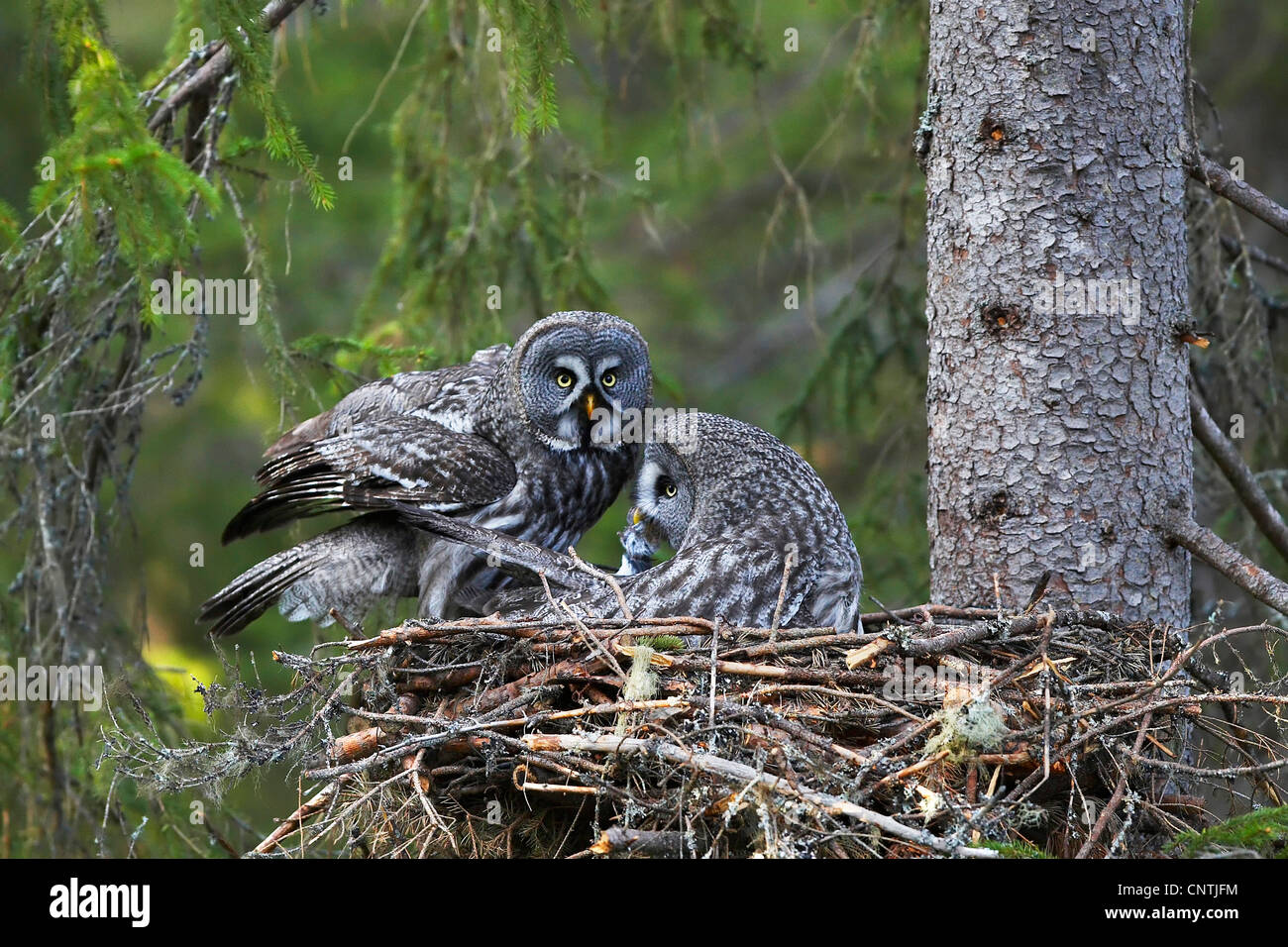great grey owl (Strix nebulosa), couple at nest, Sweden, Oestersund Stock Photo