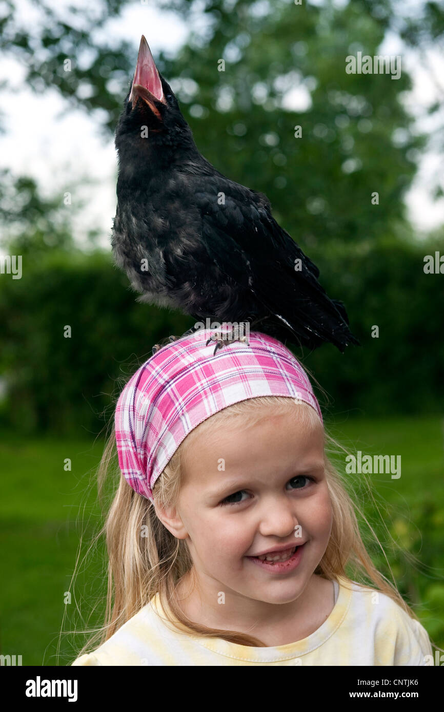 carrion crow (Corvus corone), little girl with a tame young bird sitting on her head Stock Photo