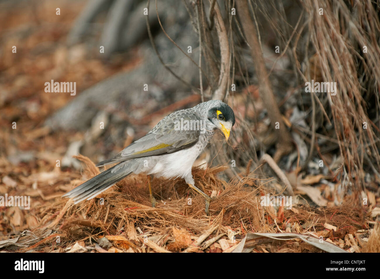 noisy miner (Manorina melanocephala), looking for nesting material on the ground, Australia, Queensland Stock Photo