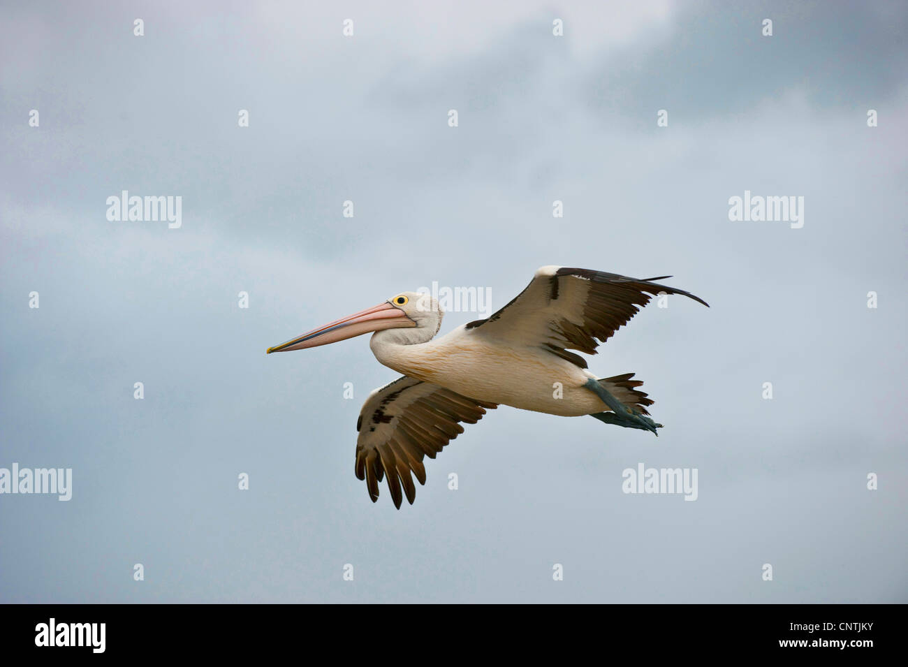 Australian pelican (Pelecanus conspicillatus), flying, Australia, Queensland, Tin Can Bay Stock Photo