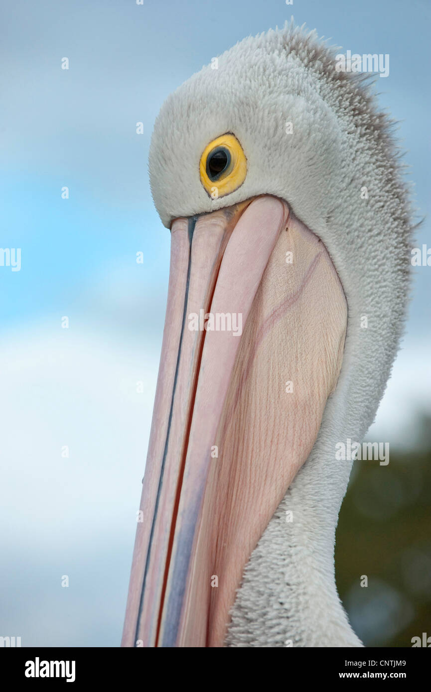 Australian pelican (Pelecanus conspicillatus), portrait, Australia, Queensland, Tin Can Bay Stock Photo