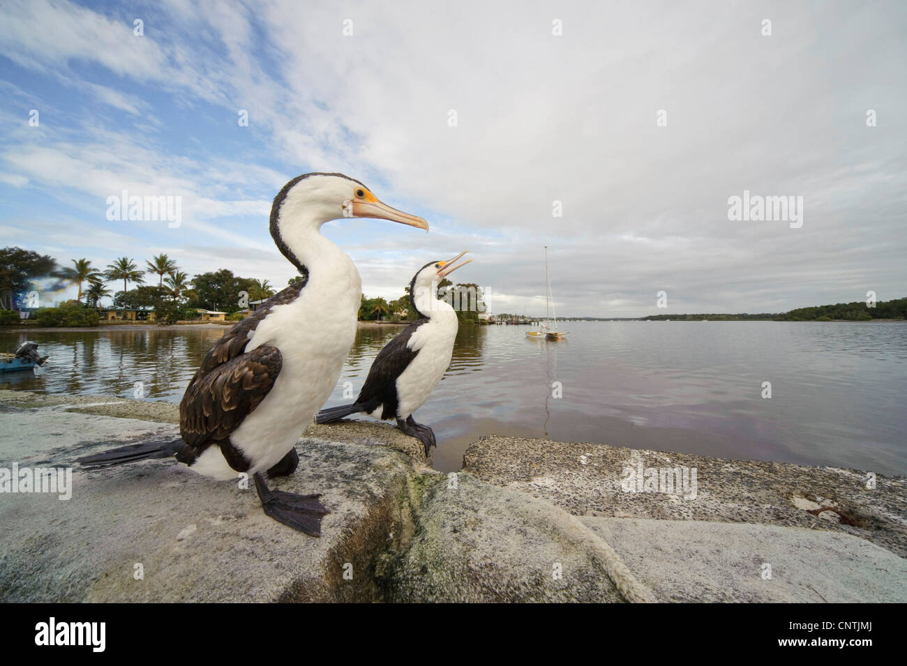 Cormorants australia birds queensland hires stock photography and images Alamy