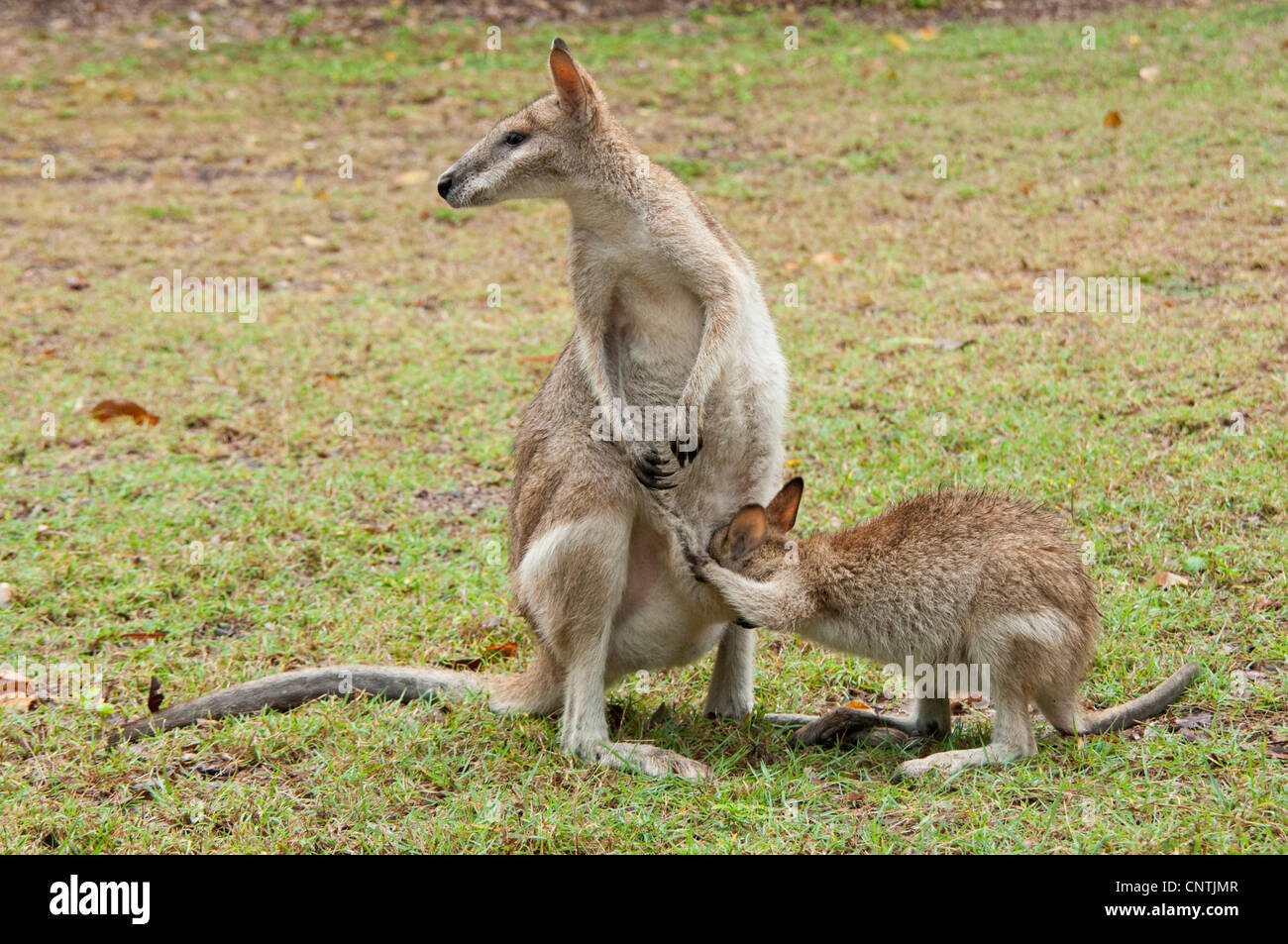 agile wallaby, sandy wallaby (Macropus agilis, Wallabia agilis), female with suckling pup, Australia, Queensland, Cape Hillsborough Stock Photo