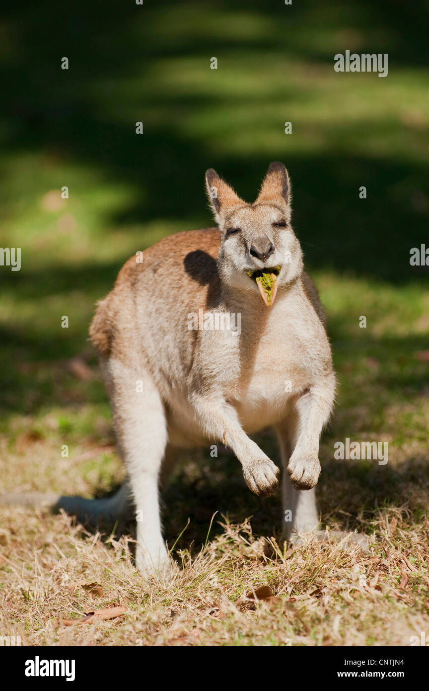agile wallaby, sandy wallaby (Macropus agilis, Wallabia agilis), sticking out the tongue, Australia, Queensland, Cape Hillsborough Stock Photo