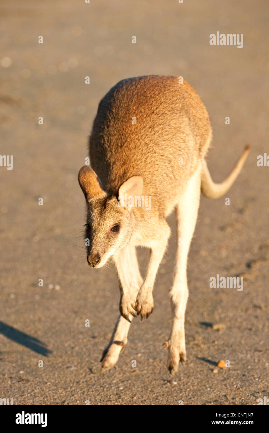 agile wallaby, sandy wallaby (Macropus agilis, Wallabia agilis), jumps on the beach, Australia, Queensland, Cape Hillsborough Stock Photo